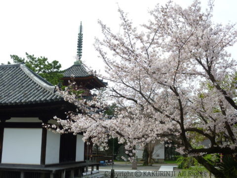 今年の桜