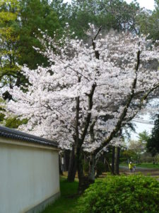 桜　その２