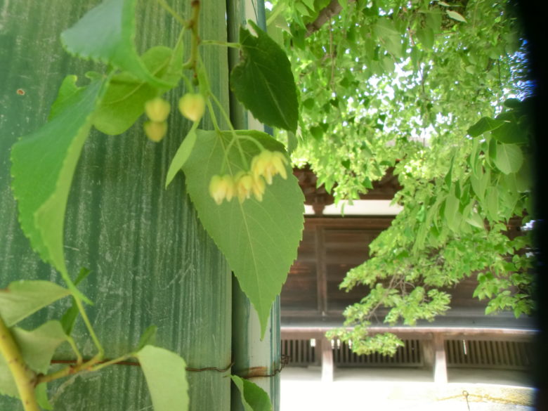 菩提樹開花2020